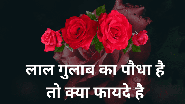 लाल गुलाब का पौधा है तो क्या फायदे है