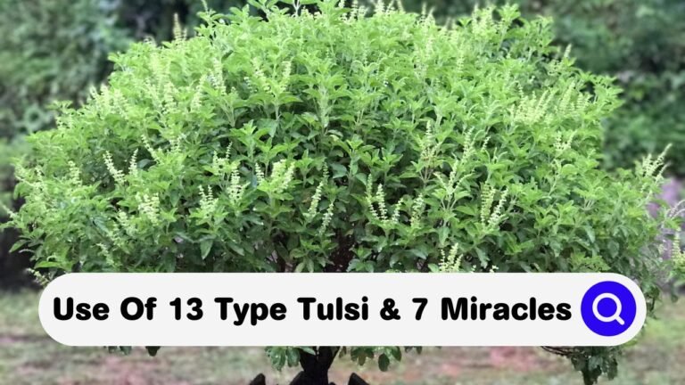 “13 Types of Tulsi and 7 Miracles of Using Tulsi”